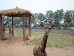 -石家庄市动物园