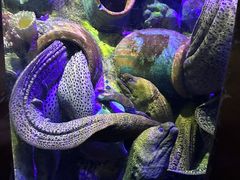 -太平洋海底世界