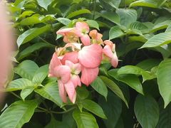 -中国科学院华南植物园
