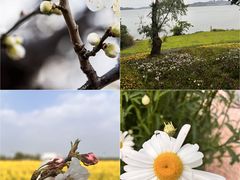 -贡湖湾湿地公园