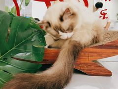 -COLOR PETS 撸猫馆·购猫·猫咖(长风大悦城店)