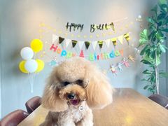 -百好乐宠物友好餐厅(朝外大街店)