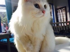iphone_upload_pic-Anne猫窝咖啡屋