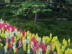 -径山花海