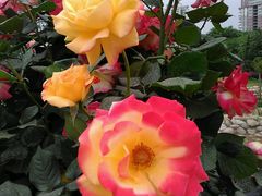 -咸阳湖景区-古渡公园