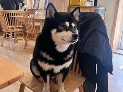 -柴の食堂·日式家庭料理·熊之肆(大学路店)