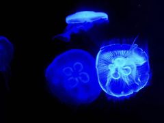 -暹罗海洋世界