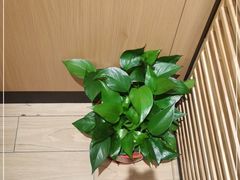-首秀·四川料理(吾悦广场店)