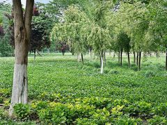 -汉长安城未央宫国家考古遗址公园