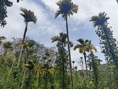 -海南热带雨林国家公园吊罗山景区