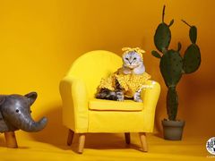 -超宠爱宠物摄影-Super pet
