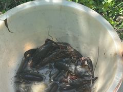 -同銮特种养殖场·龙虾垂钓