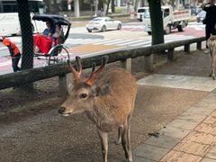 -奈良公园