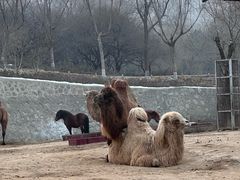 -石家庄市动物园