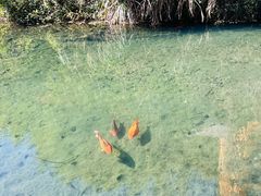 -夏霖九天银瀑风景区