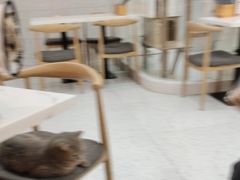 -喵园·猫主题咖啡厅·撸猫·猫咖(国贸店)