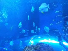 -芜湖新华联大白鲸海洋公园