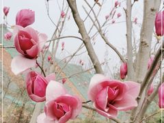 -白鹭湾湿地公园