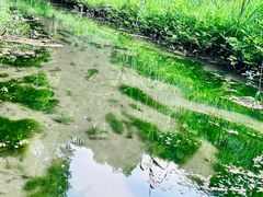 -同里国家湿地公园