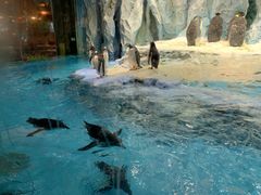 -帝企鹅自助餐厅•儿童岛•真企鹅(长隆企鹅酒店)