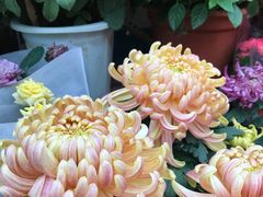 -龙大花卉苗木市场