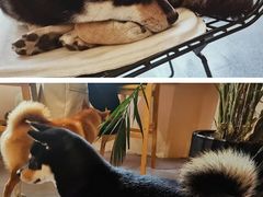 -喜柴咖啡·柴犬狗咖