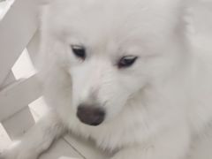 -怪兽屋·羊驼·猫咖·狗咖(俊华广场店)