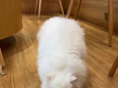 -滚猫咖啡·猫咖·猫友好撸猫(未来城店)