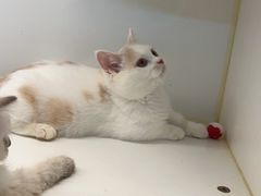 -天使宠物医院·犬猫分诊(彩虹店)