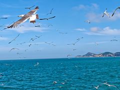 -海驴岛(荣成市)