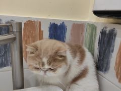 -滚猫咖啡·猫咖·猫友好撸猫(未来城店)
