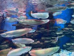 -多彩贵州城极地海洋世界