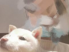 -逗柴咖啡屋·狗咖猫咖宠物桌游