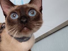 -纳吉亚猫专科动物诊疗中心(蒋宅口分院)