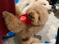 -more than meow吴止猫主题餐厅(承德 中船汇店)