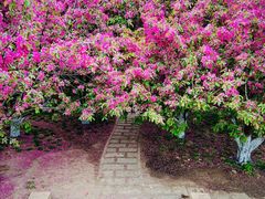 -海棠花溪(元大都城垣遗址公园)