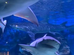 -烟台海昌鲸鲨海洋公园