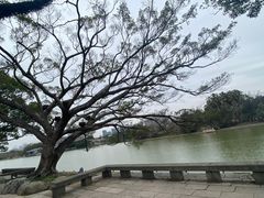 -江心屿景区