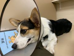 -喜多萌中农锦绣动物医院24H·猫科·牙科MRI·CT
