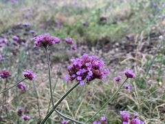 -紫海香堤香草艺术庄园