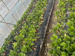 -喜杨洋草莓采摘园