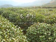 -龙井村