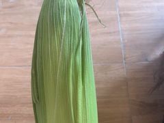 -南汇新场正宗水蜜桃采摘