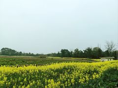 -三圣花乡旅游区