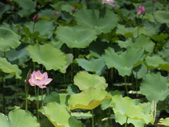 -荷塘月色湿地公园·向阳花洲