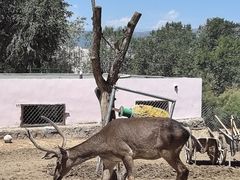 -青藏高原野生动物园
