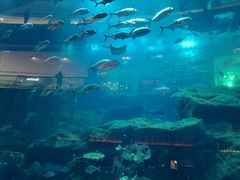 -迪拜水族馆及水下动物园