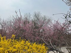 -桃花堤公园