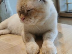 -猫腻·猫咖·撸猫馆(星光大道店)