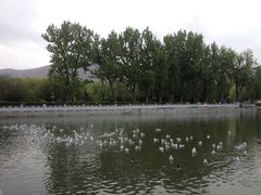 iphone_upload_pic-宗角禄康公园